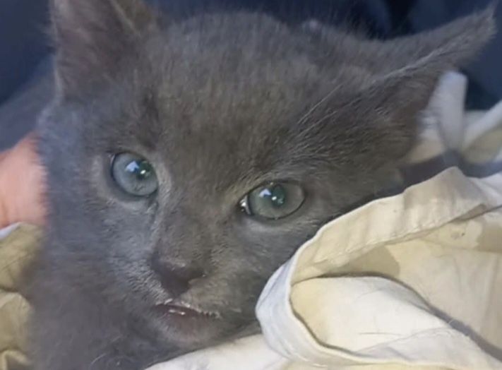 Котенок умный и нежный