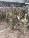 Oliveiras para jardim