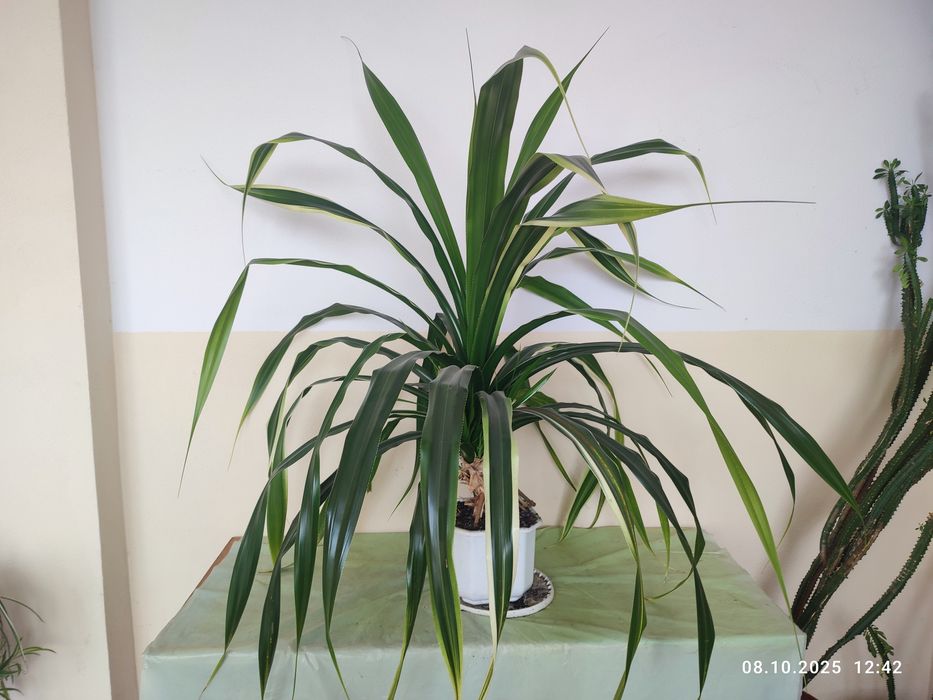 Панданус варієгатний (Pandanus), винтова пальма