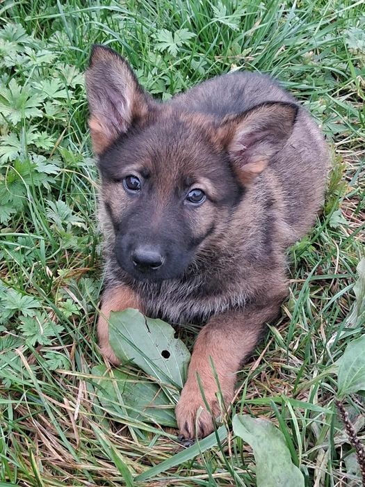 Owczarek niemiecki krótkowłosy piesek