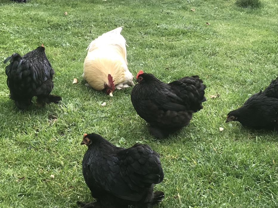 Продаю кури Карликові кокінхіни