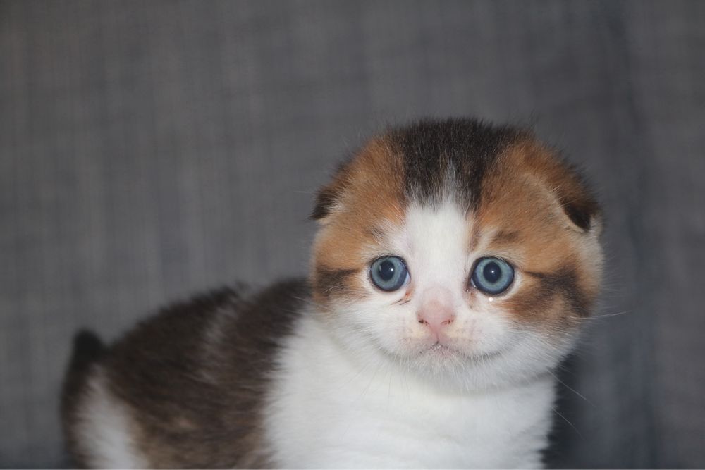 um gatinho scottish fold