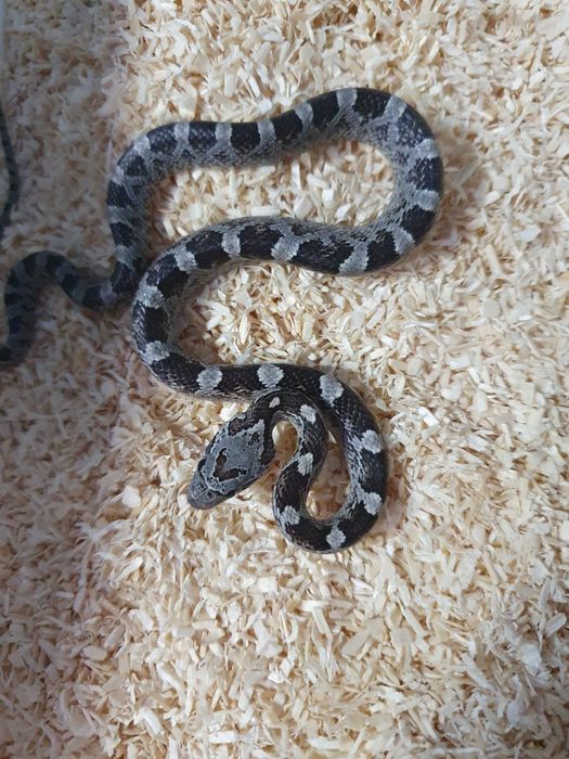 Młode węże zbożowe ładnie wybarwine anerystic wąż do terrarium snake