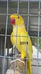 LOTE !!! Ring necks adultos urgente