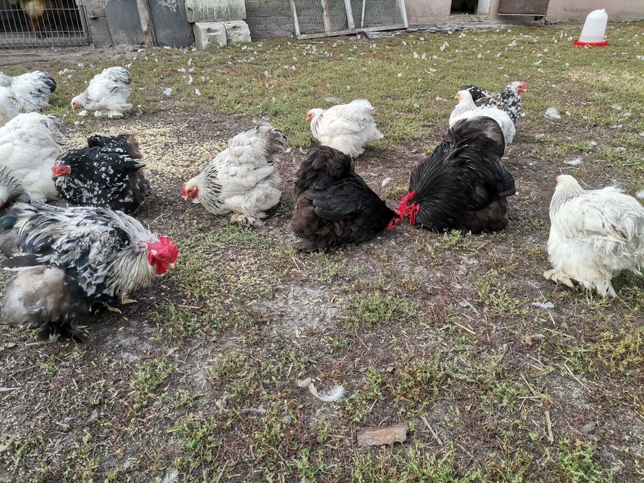 Kochin miniaturowy karzełek