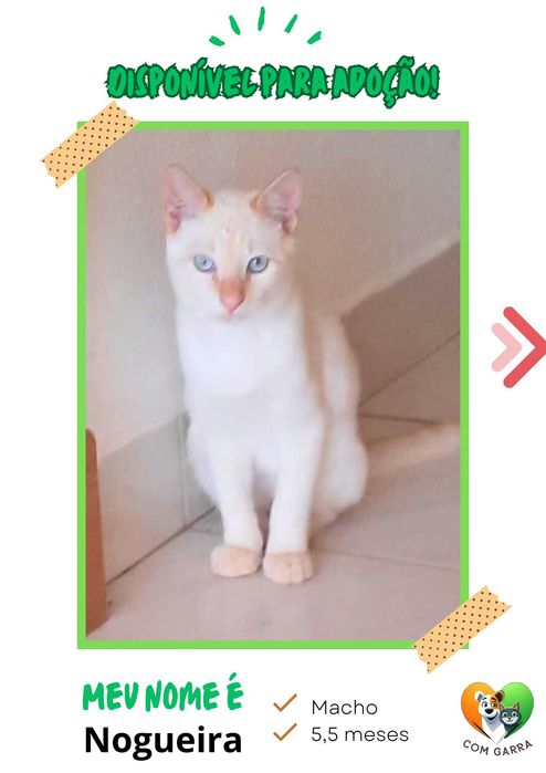 Gatinhos para adoção
