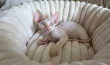 Devon Rex - Karat - Dostępny kocurek kremowy point- Trójmiasto