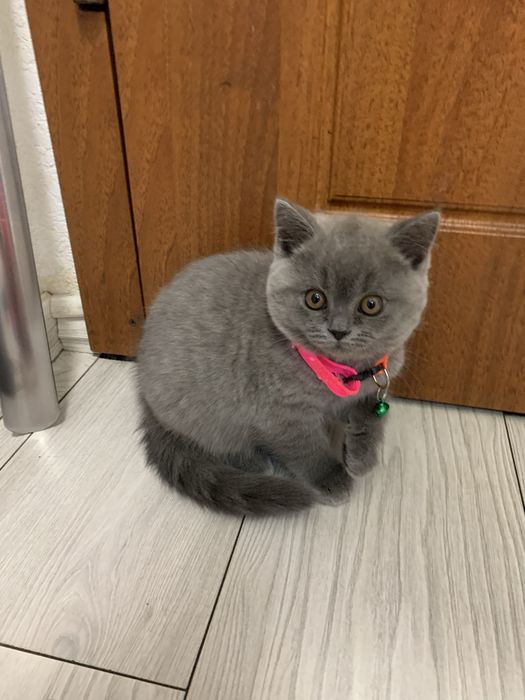 Кошечка шотландская прямоухая