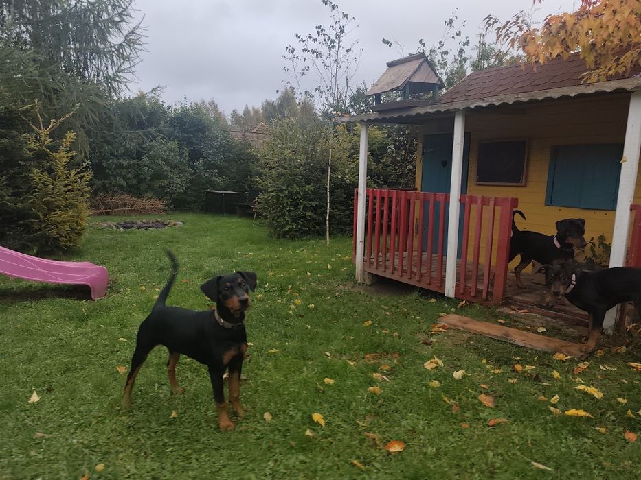 Suczka - pinczer średni - Shila