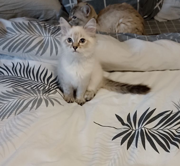 Котики Невська Маскарадна