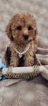 Maltipoo sunia Carmelowa plus gratis mega loczki :)