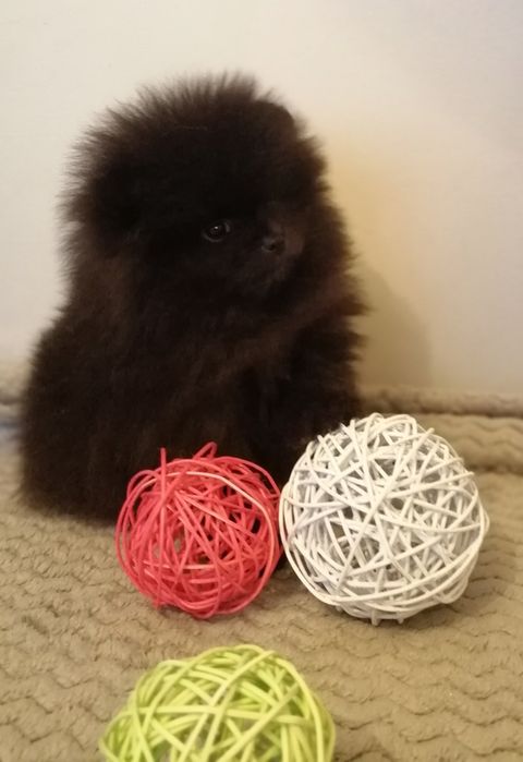 Pomeranian śliczna sunia czarna