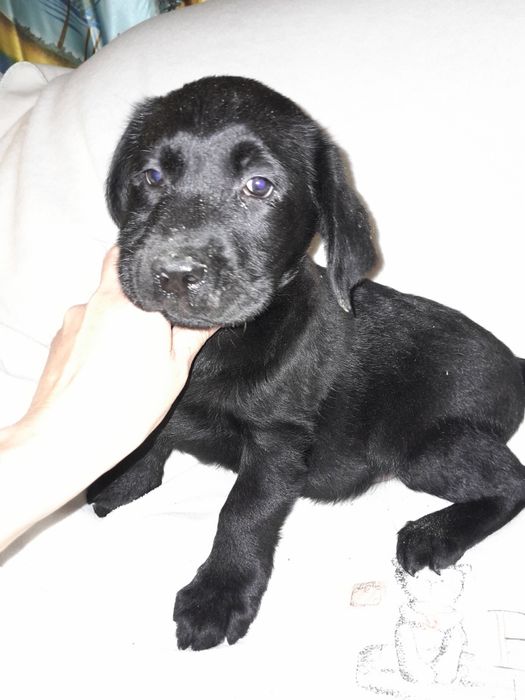 Лабрадорчики КСУ