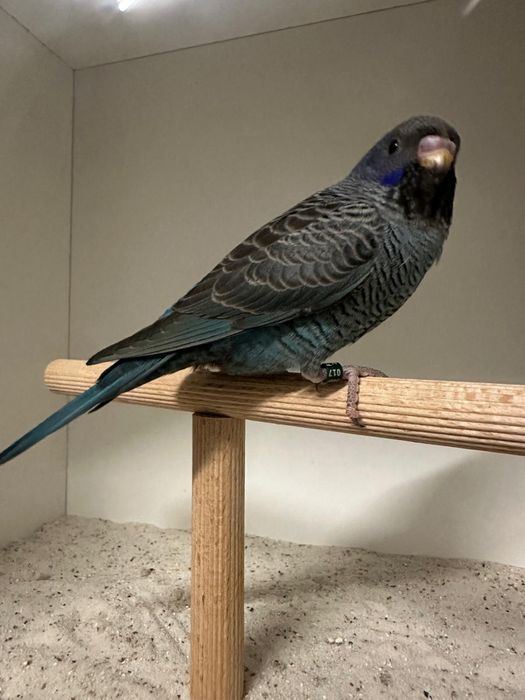 Casais de periquitos asa negra puro e portador