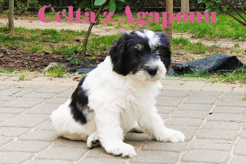 Suczka Polski Owczarek Nizinny FCI - Polish Lowland Sheepdog