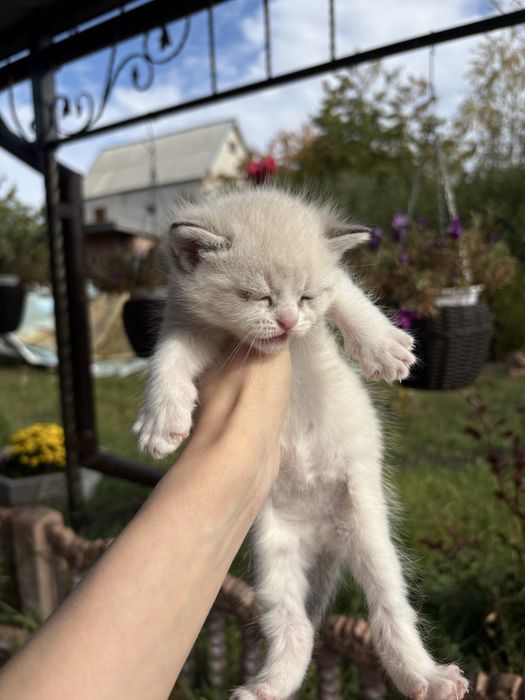 Подарю котят, кошка и кот