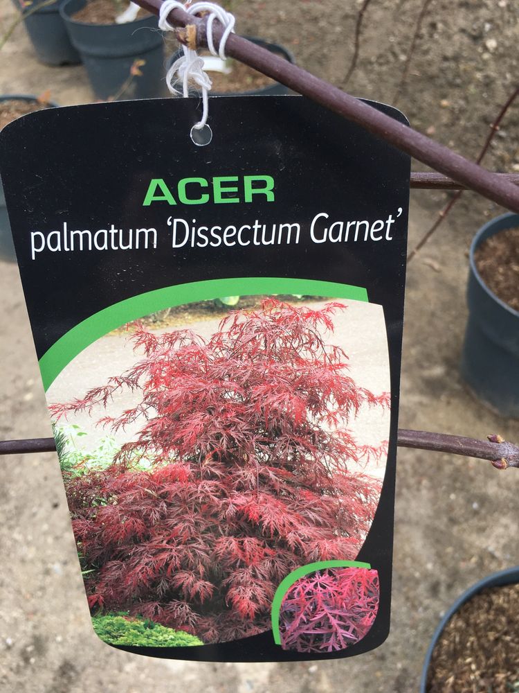 Klon palmowy (acer palmatum Dissectum Garnet)