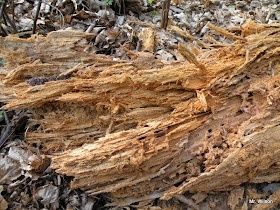 Próchno dla isopodów