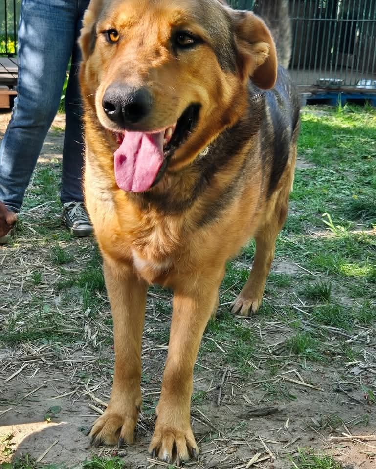 Do adopcji  Nero