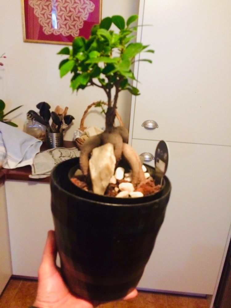 Bonsai ficus ginseng