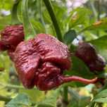 6 sementes de Pimenta Carolina Reaper Chocolate