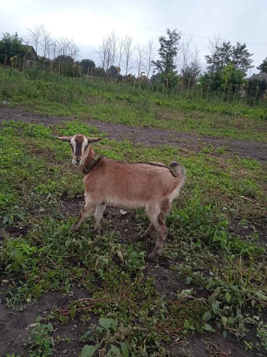продам, козла заанонвбійця, 1 р. 8 м. з під хорошої кози і козочка 6м.