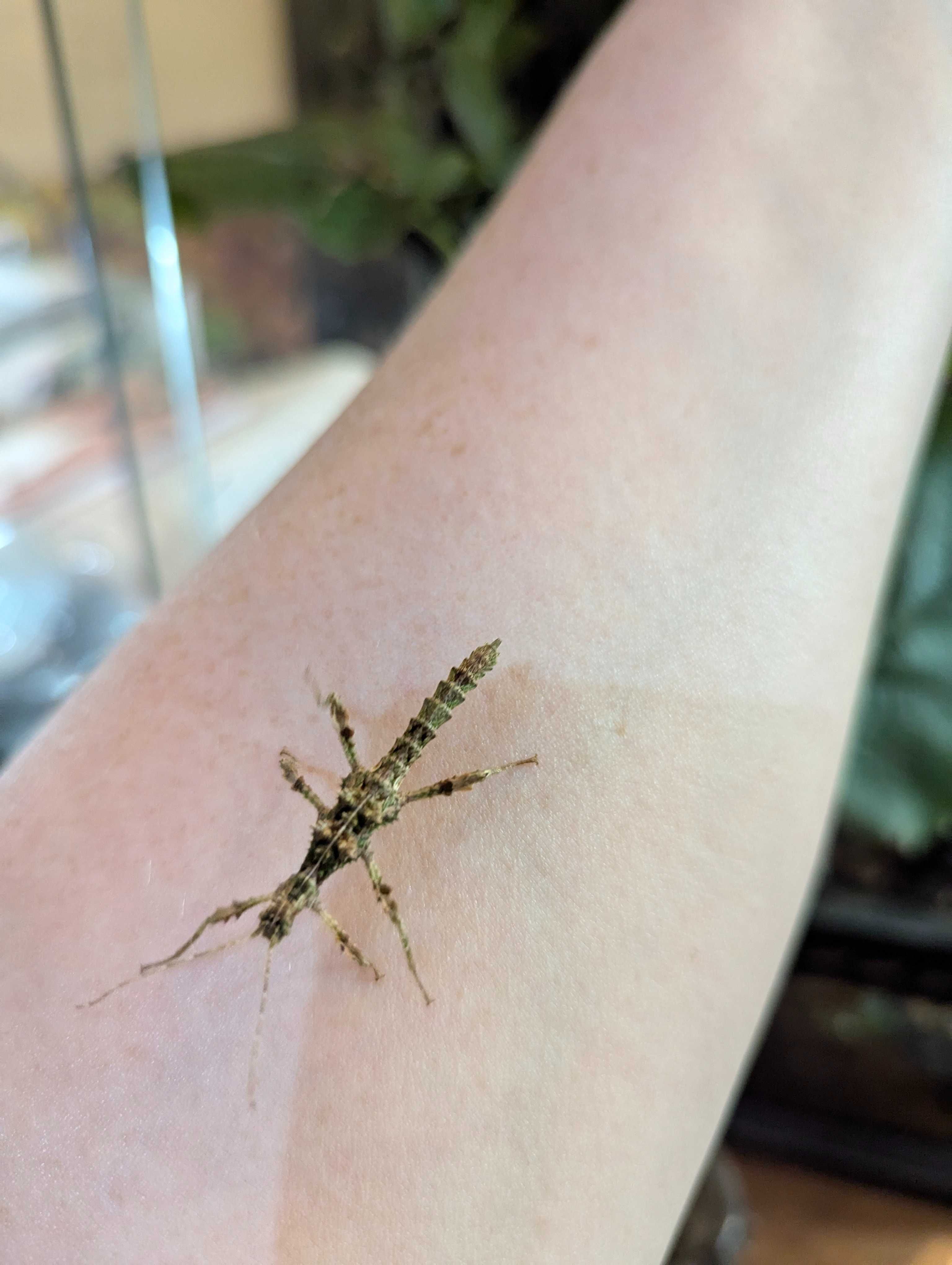 Straszyk Trachyaretaon sp. North Luzon