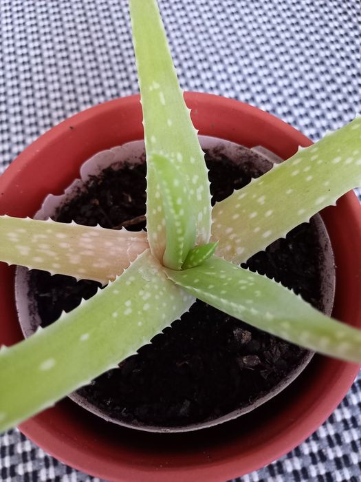 Plantas Aloe Vera