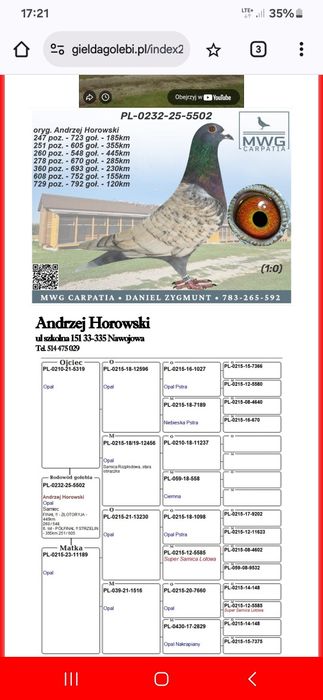 Gołębie pocztowe opal lini Adama Braszko i Pawła Kuźmy