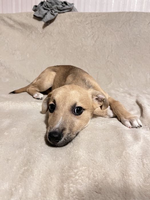 Хлопчик, дуже лагідний, орієнтований на людину в пошуках родини