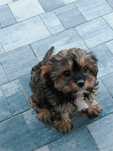 Cavapoo -Ostatni piesek