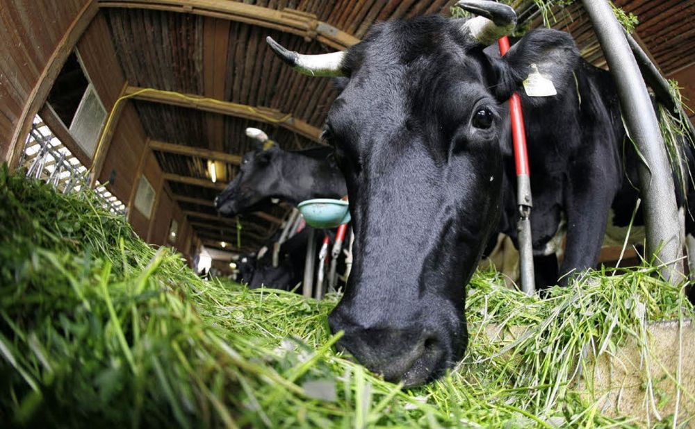 Продам кормововую зелень для животных.