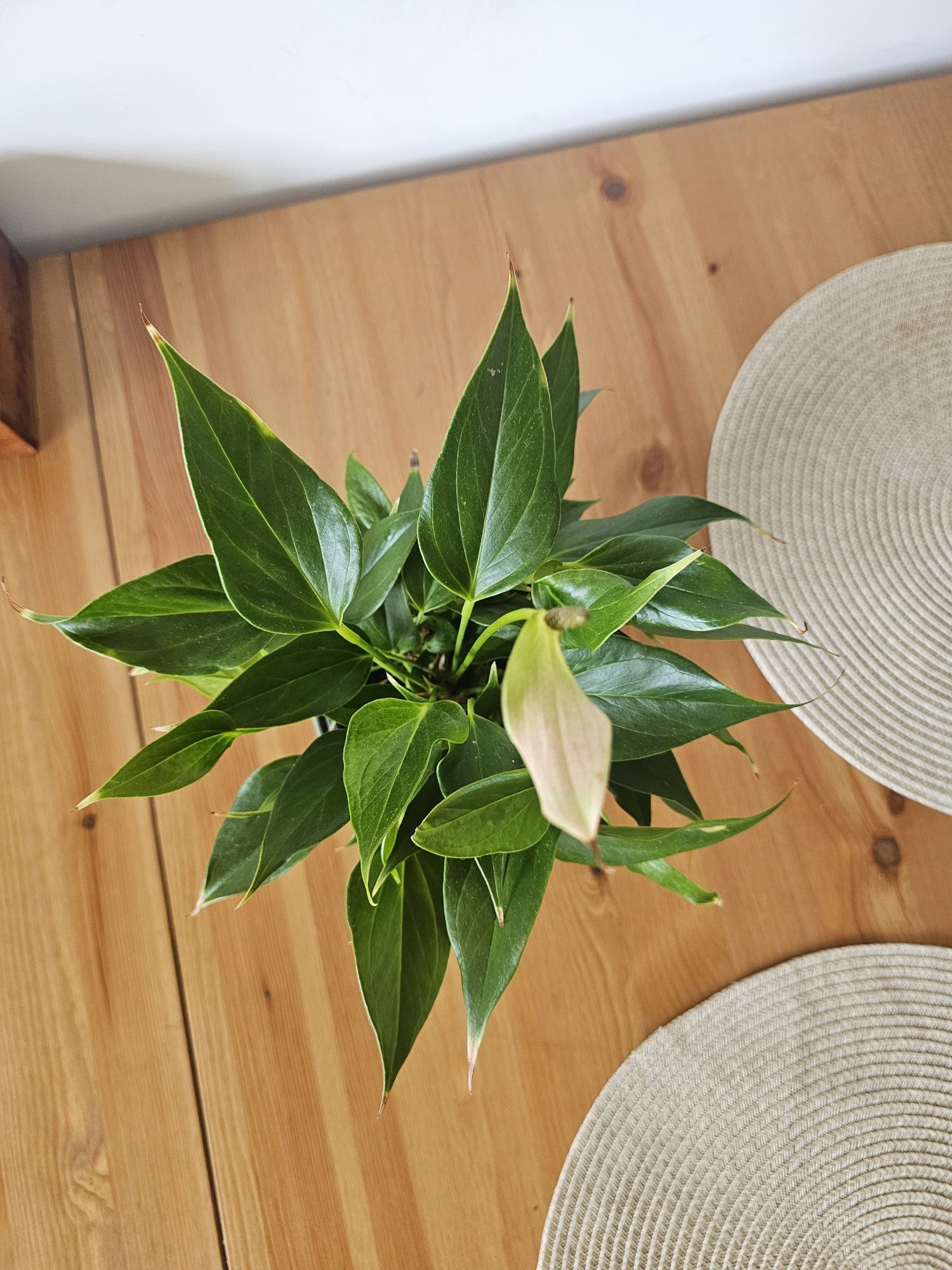 Anthurium lilli pink