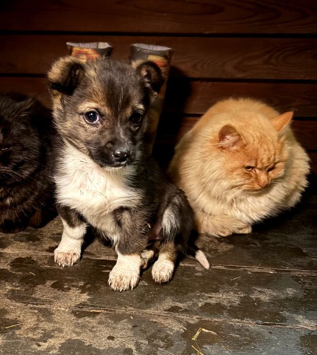Віддам цуценя в добрі руки