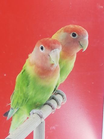 Papugi nierozłączki czerwonoczelne