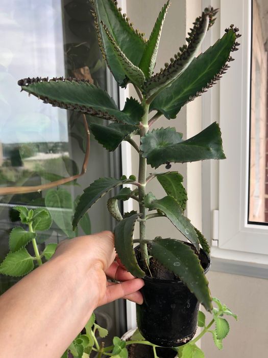 Каланхоэ лечебный