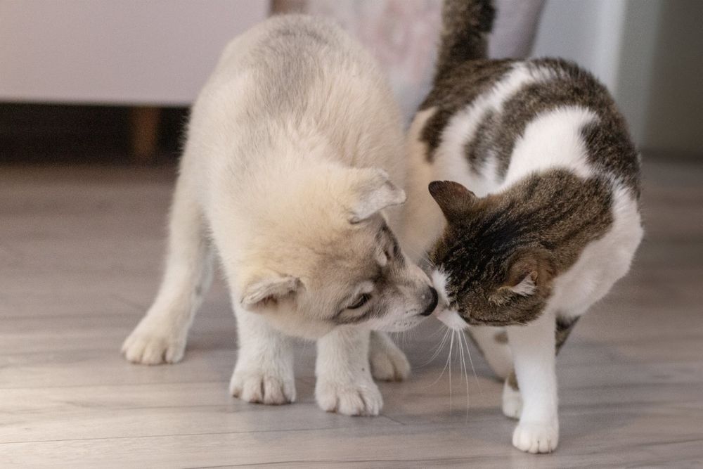 Siberian Husky FCI Samsara of Heart