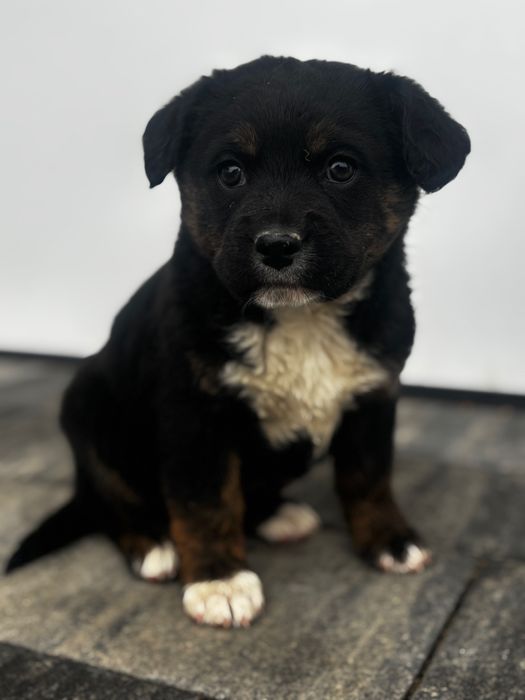 Szczeniaki . Oddam za darmo.