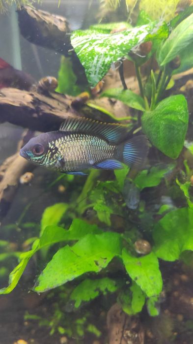 Andinoacara blue var. Elétric Blue  acará azul