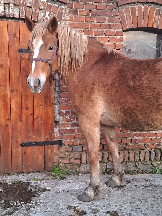 Klacz 5letnia i wóz