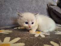 Ragdoll -dziewczynka blue bicolor lynx