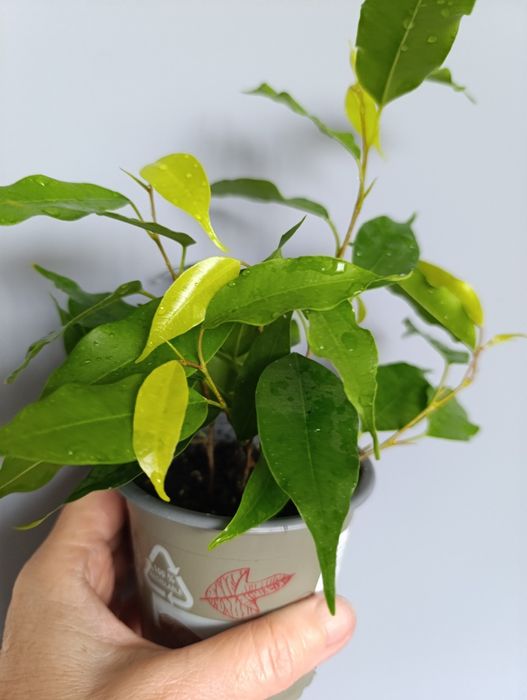 Фікус Бенджаміна Неон,молоді рослинки