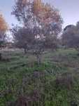 Oliveiras para transplante