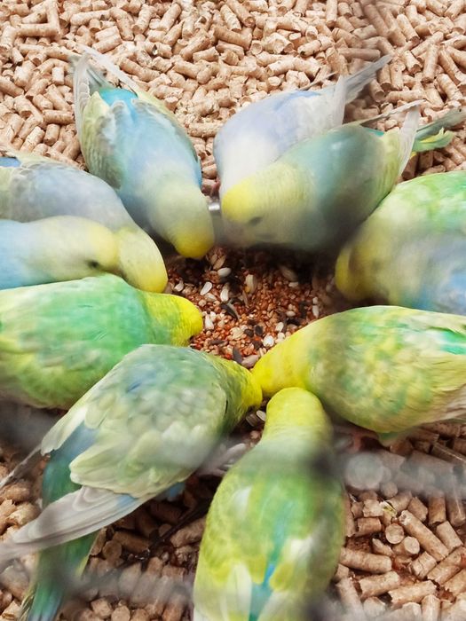 Papugi faliste mlode (także ręcznie karmione)