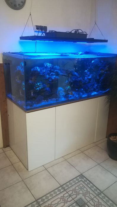 Likwidacja morskiego akwarium - 600 L