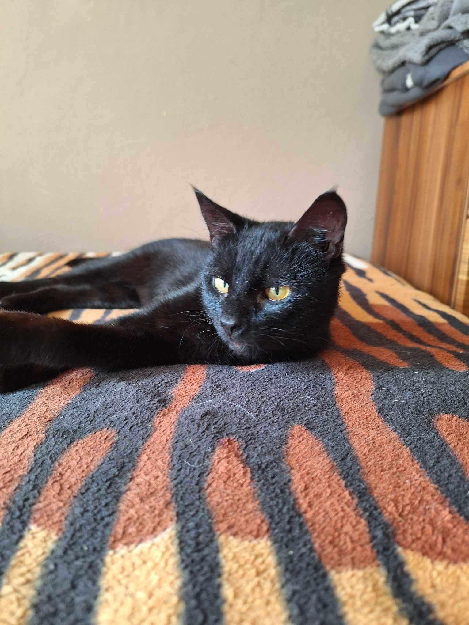 LUKRECJA - czarna młoda prześliczna kotka do adopcji