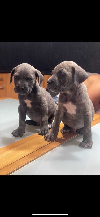Cachorrinhos de 2 meses