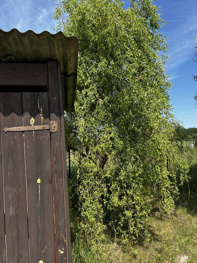 Działka rekreacyjna (budowlana) krasne gm. Uścimów