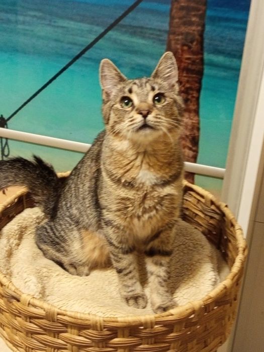 5 miesięczny kocurek szuka domu niewychodzącego