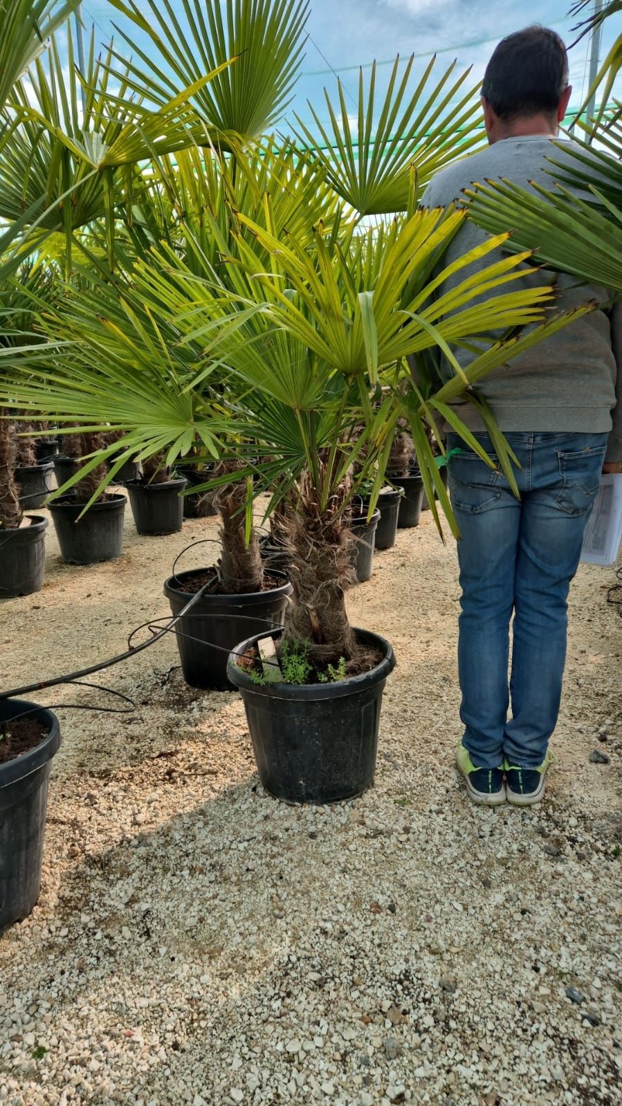 Trachycarpus Fortunei - szorstkowiec mrozoodporny